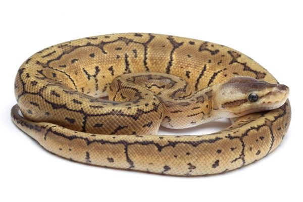 Coeur-de-Siberie - Pythonidae: Python regius pinstripe