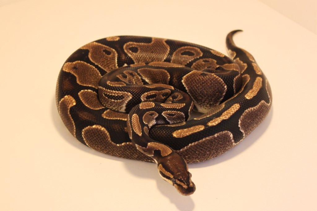 Coeur-de-Siberie - Pythonidae: Python regius classic het piebald