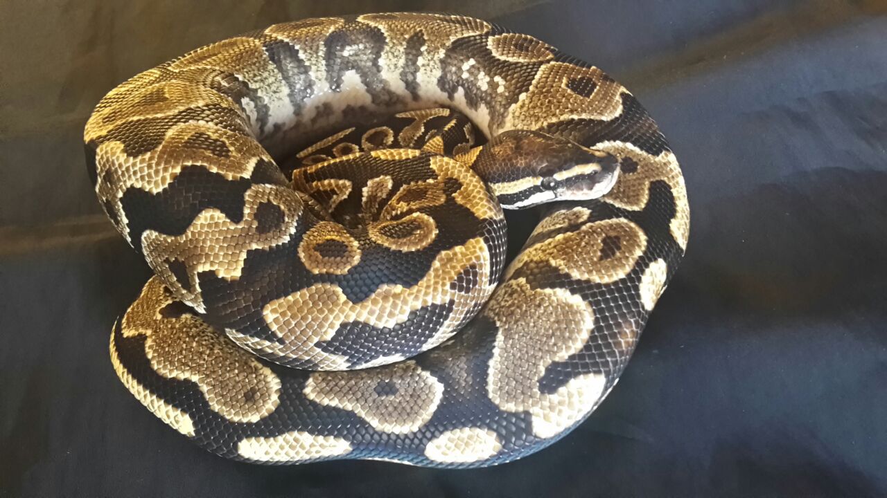 Coeur-de-Siberie - Pythonidae: Python regius phantom yellow belly