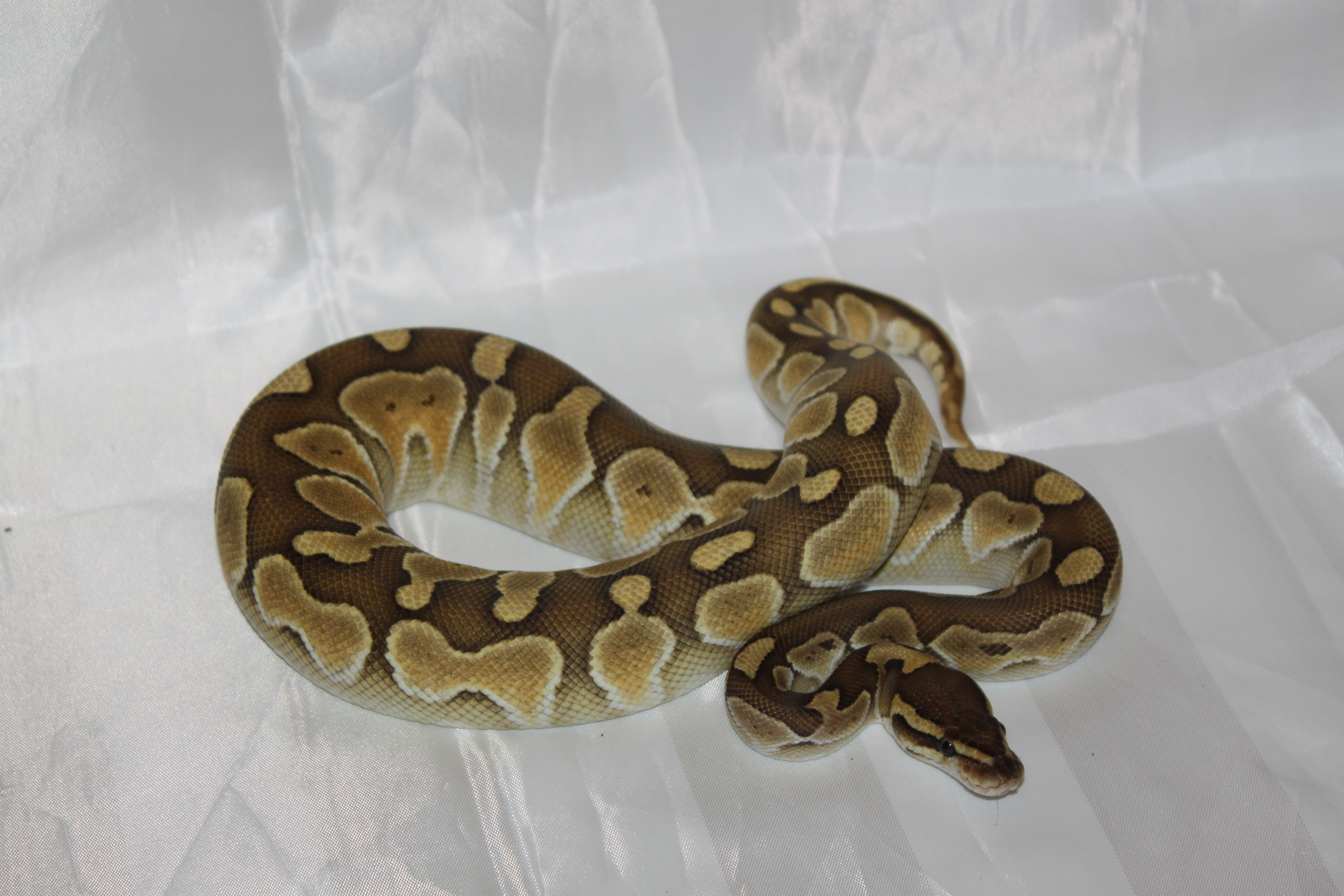 Coeur-de-Siberie - Pythonidae: Python regius butter zipper